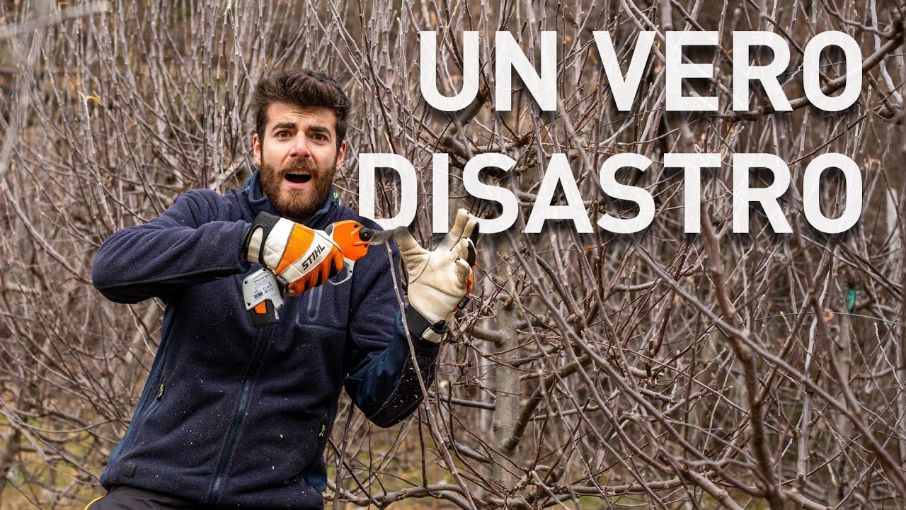 POTATURA del MELO a FUSETTO 