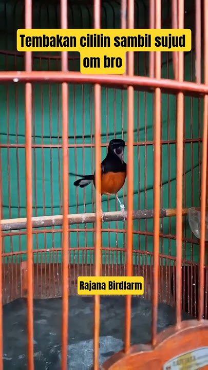 Muraibatu isian cililin nembak sambil sujud #rajanabirdfarm #pancinganmuraibatu #masteranmuraibatu