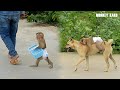 Smart Monkey Kako Carrying Basket Go Out Side With Mom And Ride Dog By The Way
