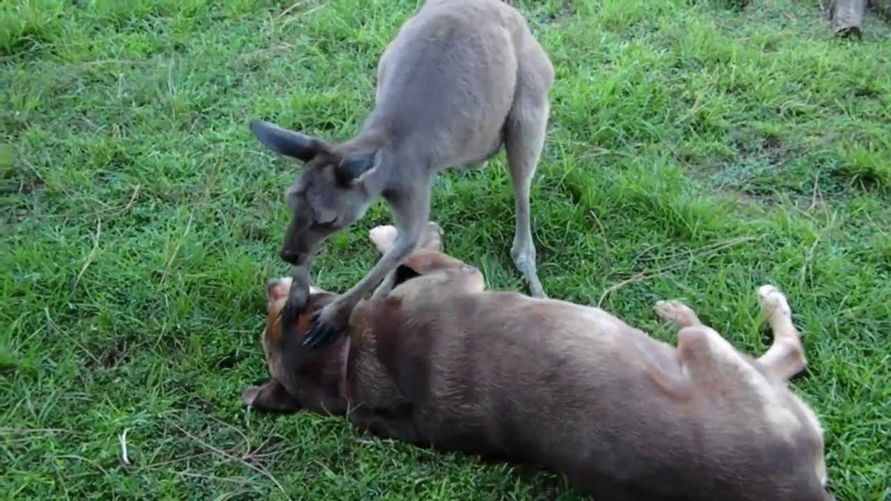 horseshoe bend KANGAROO GIVES DOG CPR!