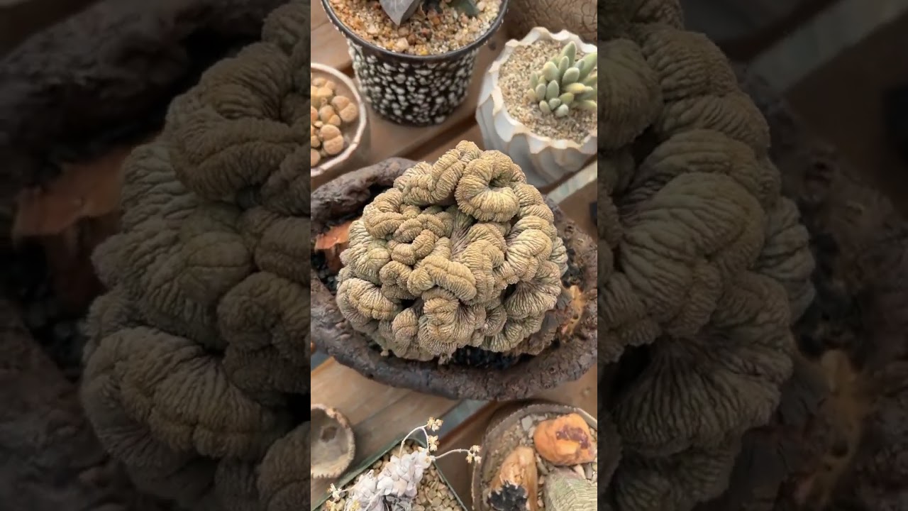 This plant is extinct in the wild