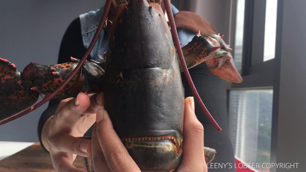 How To Kill A Lobster YouTube