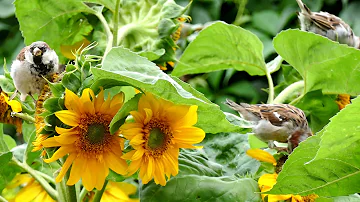 4 Hours Morning Birds Singing | Natural Sounds No Music