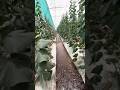 खीरा की बेड में पानी क्यों छोड़ा जाता है 💯#farming #polyhouse #agriculture