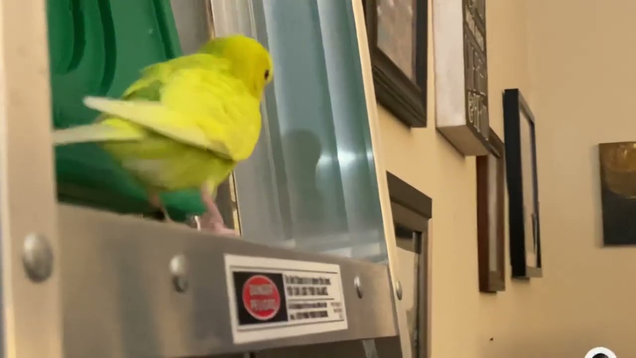 Budgie Curiosity