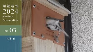 Japanese Tit Female Forcefully Entered Coal Tit's Nest Box... by しめさん Shimesan 6,869 views 3 weeks ago 7 minutes, 5 seconds