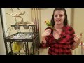 Mango The Conure Has a Great Cage Set Up | PARRONT TIP TUESDAY