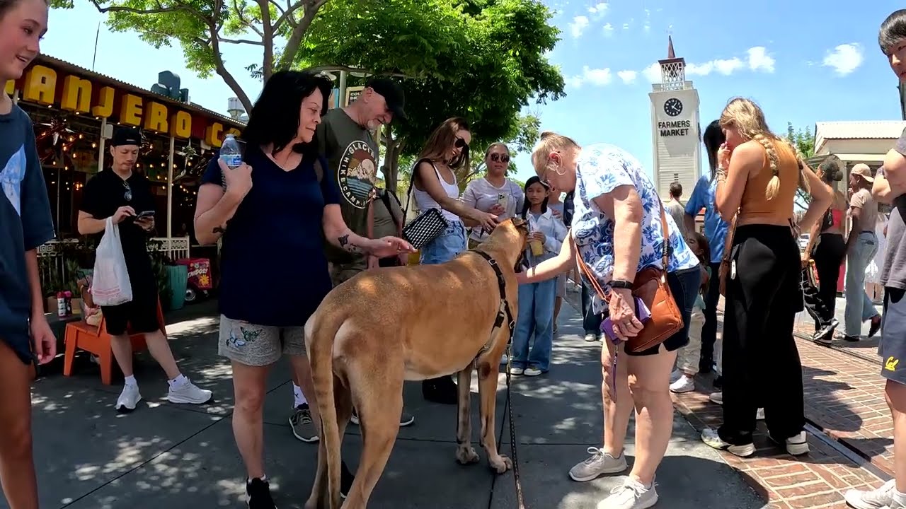 Cash 2.0 Great Dane at The Grove and Farmers Market in Los Angeles 92