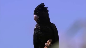 سورة يوسف - الشيخ خالد الجليل