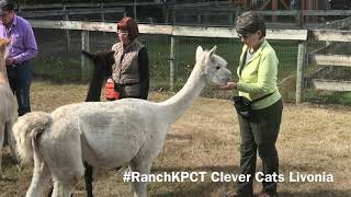 Alpaca Training #RanchKPCT by Clever Cats Livonia 183 views 5 years ago 3 minutes, 31 seconds