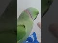 🦜#mithu#mithuvlogs#parrot #mithukizubani#birds#talkingmitthu#funny#viral