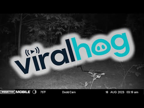 Raccoon Startles Deer in Late-Night Encounter || ViralHog