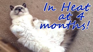 4 Month Old Ragdoll Kitten in Heat