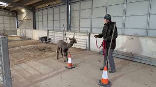 The next step in cria training