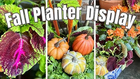 🍁 Stunning Fall Planters: Coleus, Petunias, and Millet Container Garden Ideas