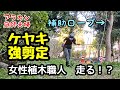 【剪定】270 ケヤキの強剪定。
