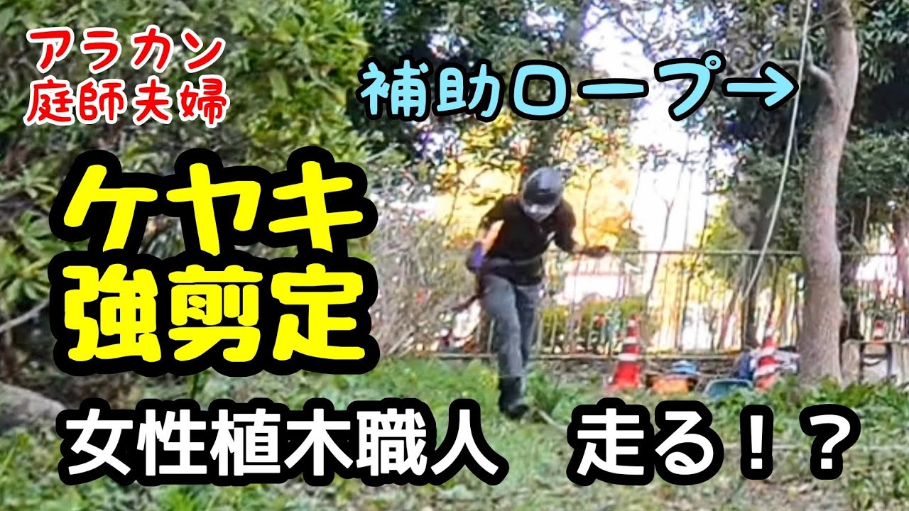 【剪定】270 ケヤキの強剪定。