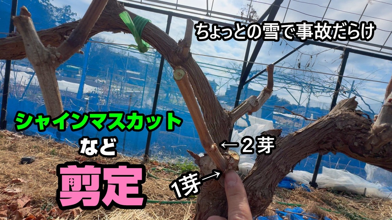 シャインマスカット剪定　雪の中サマータイヤどうにかしろ＃ぶどう＃栽培＃剪定＃イチジク♯ブルーベリー♯桃＃シャインマスカット