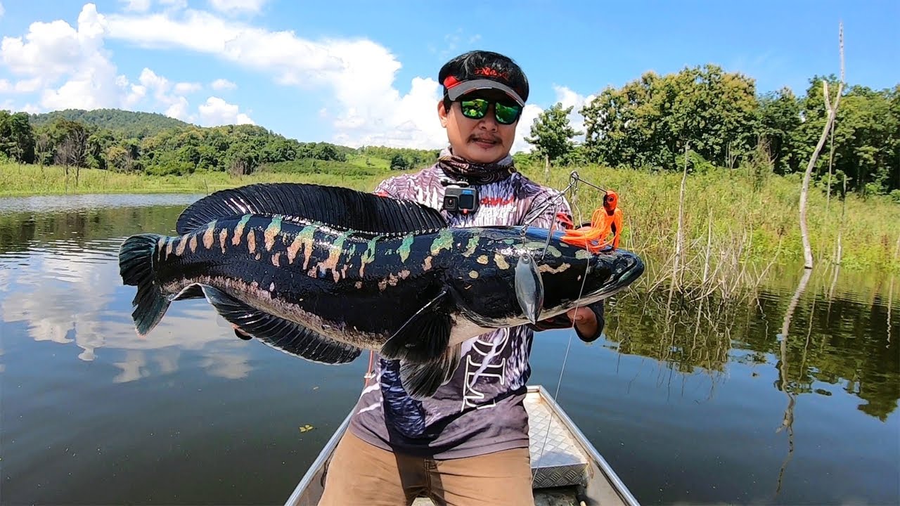 ตกปลาชะโดจิบ ตกปลาชะโดแม่คอก อ่างเก็บน้ำแม่สูง กัดดุ สุดมันส์