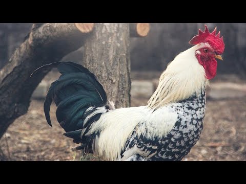 Видео: Разлика между пиле и кокошка и пиле и петел и петел и петел и капун