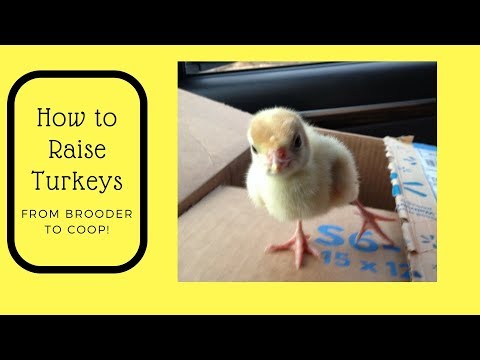 Video: How To Raise Turkey Poults