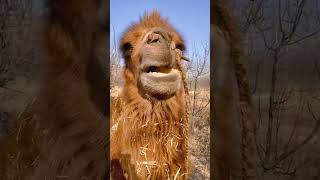 Camel eating coconut 🥥 snack today! #animals #asmr #camel #camelsound #camellife by CamelASMR 949 views 3 months ago 3 minutes, 28 seconds