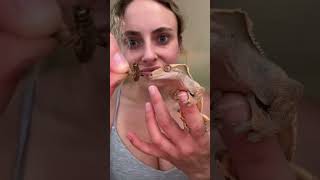 Meatball would sell me for a cricket 🫣🍝☄️••••••••••#chameleon #reptile #reptilesofinstagram #l