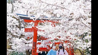 笑顔ふわり 京都、春色に染まる