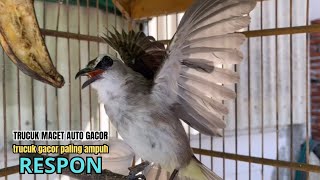 Kicau Trucukan Gacor Jitu Ropel Ngalas Panjang Cocok Untuk Jadikan Burung Trucuk Gacor Emosi