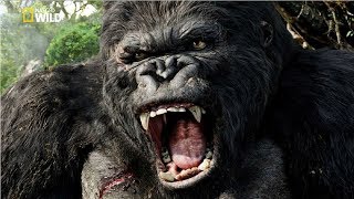 National Geographic Documentary | Mountain Gorilla | BBC Nat Geo Wild