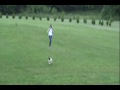 Pug Catches Frisbee