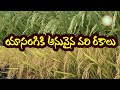 Rice varieties suitable for Rabi in Telangana ll Yasangi ll PJTSAU ll