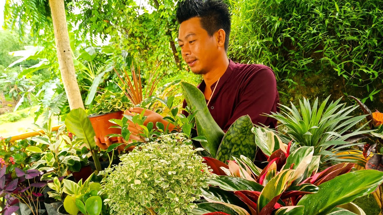 Best Indoor Plant , Top 18 Best Indoor Plant Care | How To Care Indoor