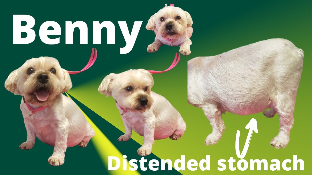 yorkie with a distended stomach but owner thinks he's just overweight