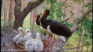 Black stork Bolewice - Bociany czarne- Skierka & Królewicz- Łania z młodym- Karmienia 🐥🌹🐥🌹🐥🌹🐥🌹🐥🌹