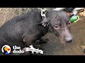 Cop Finds A Pit Bull Chained Up In The Rain | The Dodo Pittie Nation