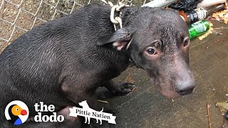 Cop Finds A Pit Bull Chained Up In The Rain | The Dodo Pittie Nation