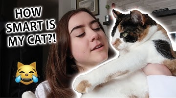 IS MY CAT DUMB? (testing its intelligence)