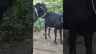 Lots of two goats they do very beautiful surprising shoots we enjoy 2024|Episode/20