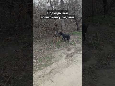 Продолжаем искать им дом #мылыши #подкидыш #хвостики #ищемдом #дворняги #щенки #пупсики