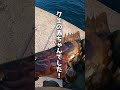 足元で超高級魚が爆釣 #釣り #わっと #fishing #ライトゲーム