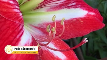 Phút Cầu Nguyện, Thứ Tư 10/06/2020: Nẻo Đường Can Đảm Của Người Trẻ