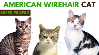 American Wirehair Cat Breed Profile History - Traits - Price - American Wirehair Cat Grooming Needs