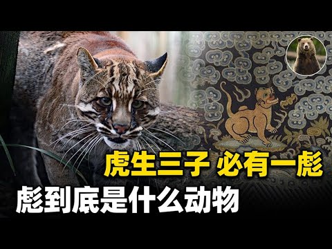 Adakah benar Guangxi menemui "Shan Biao", "harimau mempunyai tiga anak lelaki, mesti ada Biao"?