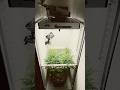 DAY 43 Bubble Gum Sherb Fridge Grow 2 0 Indoorgrowing Cannabisgrower Fridgegrow mp3
