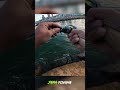 ESSE PEIXE DESTRUIU A ISCA  #pesca #pescaria #peixe #fishing