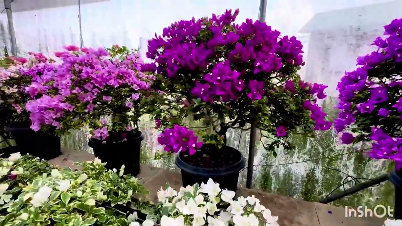 Nov 2025 blooms, mostly variegated white and purple