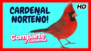 ¿Cómo se reproducen los cardenales?