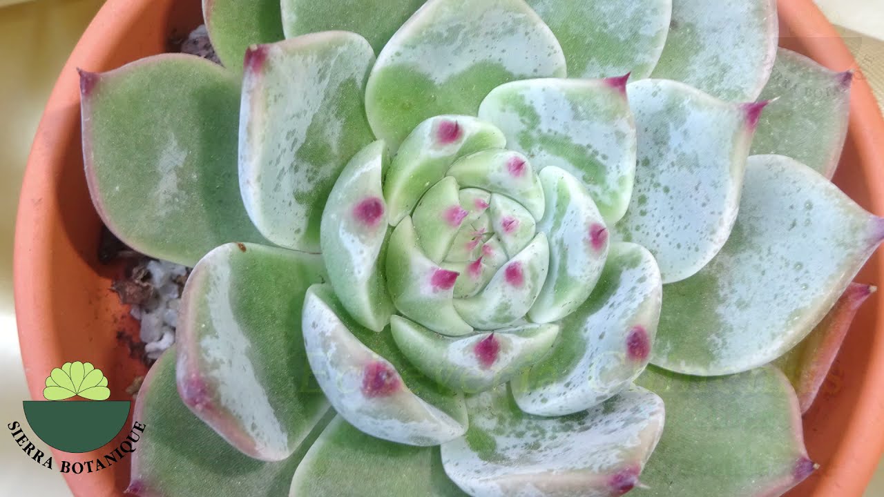 EVDE YETİŞTİRDİĞİM 35 ECHEVERİA TÜRÜ - İsimleri - Crassulaceae Damkoruğugiller Tür ve Tanımları