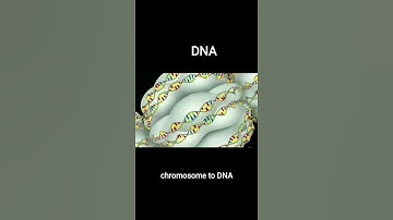 Arrangement of DNA in chromosome ||(3D animation)|| #chromosome #dna  #shorts